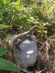 Leiocephalus carinatus