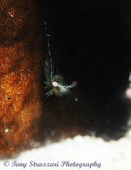 Cuapetes tenuipes
