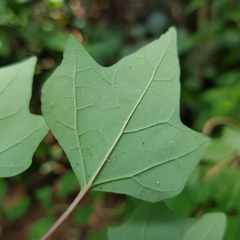 Gmelina philippensis