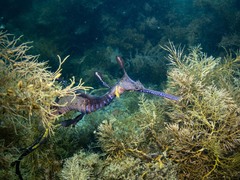 Phyllopteryx taeniolatus