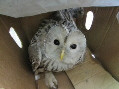 Strix uralensis
