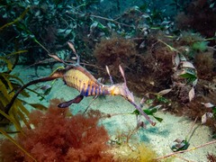 Phyllopteryx taeniolatus