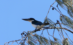 Todiramphus sordidus