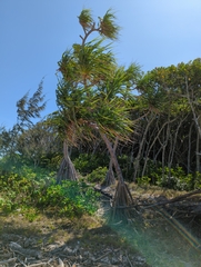 Pandanus