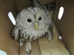 Strix uralensis