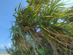 Pandanus