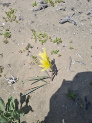 Zephyranthes bagnoldii