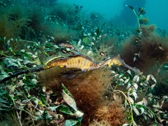 Phyllopteryx taeniolatus