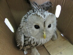 Strix uralensis