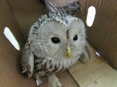 Strix uralensis