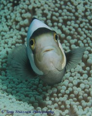 Amphiprion polymnus