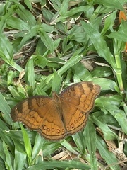 Junonia hedonia