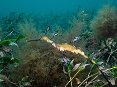 Phyllopteryx taeniolatus