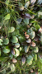 Ajuga reptans