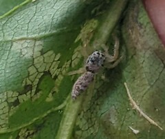 Hentzia mitrata