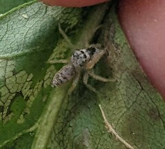 Hentzia mitrata