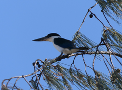 Todiramphus sordidus