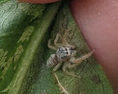 Hentzia mitrata
