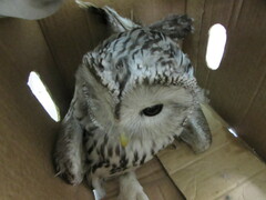 Strix uralensis