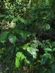 Micromelum minutum