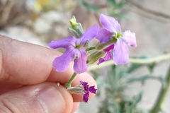Matthiola fruticulosa