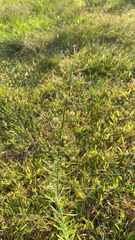 Erigeron canadensis