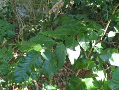 Micromelum minutum