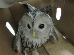 Strix uralensis