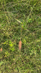 Setaria