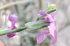 Matthiola fruticulosa