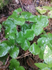 Hepatica nobilis