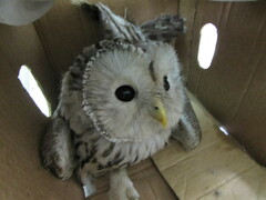Strix uralensis