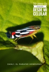 Cicadellini