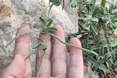 Matthiola fruticulosa