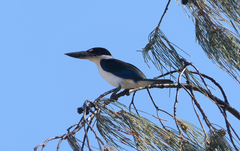 Todiramphus sordidus