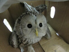 Strix uralensis