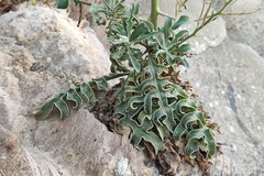 Matthiola fruticulosa