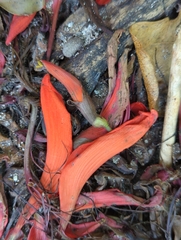 Erythrina variegata