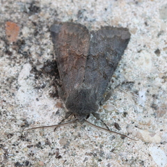 Aporophyla lutulenta