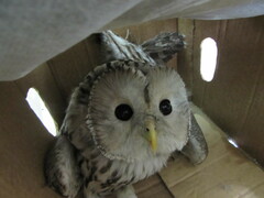 Strix uralensis