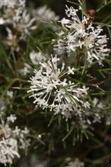 Hakea lissocarpha