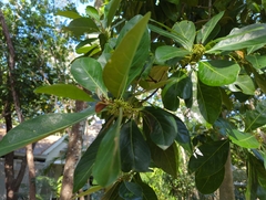 Planchonella obovata