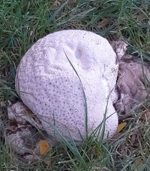 Calvatia cyathiformis