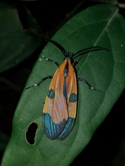 Dycladia