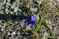 Gentiana clusii