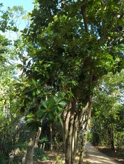 Planchonella obovata