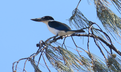 Todiramphus sordidus