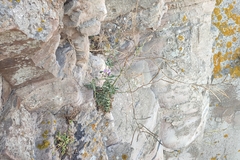 Matthiola fruticulosa