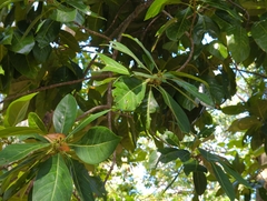 Planchonella obovata