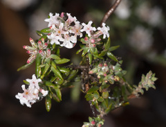 Leucopogon capitellatus